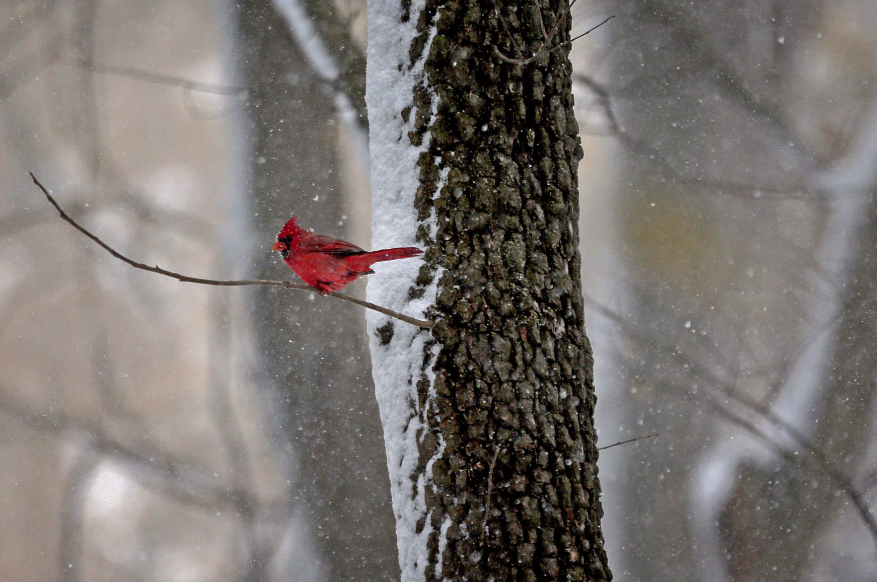 First snow of the season in St. Louis